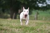 BULL TERRIER MINIATURE 098